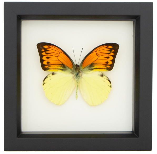 FRAMED BRIMSTONE WING BUTTERFLY (HEBOMOIA LEUCIPPE)