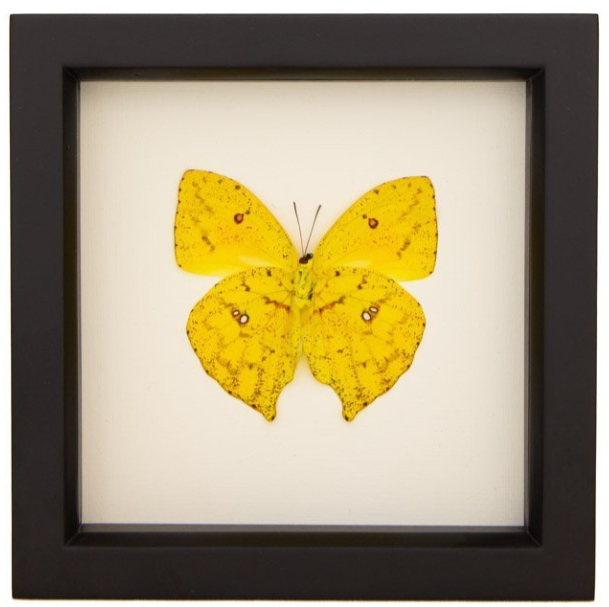 FRAMED CLOUDLESS SULPHUR (UNDERSIDE)