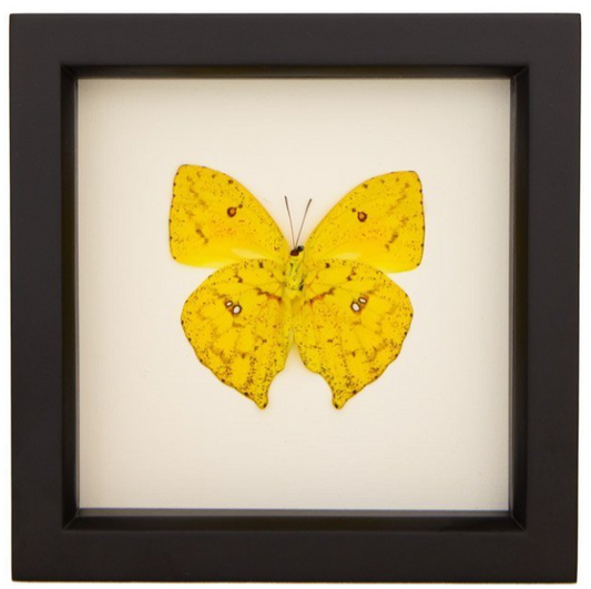 FRAMED CLOUDLESS SULPHUR (UNDERSIDE)